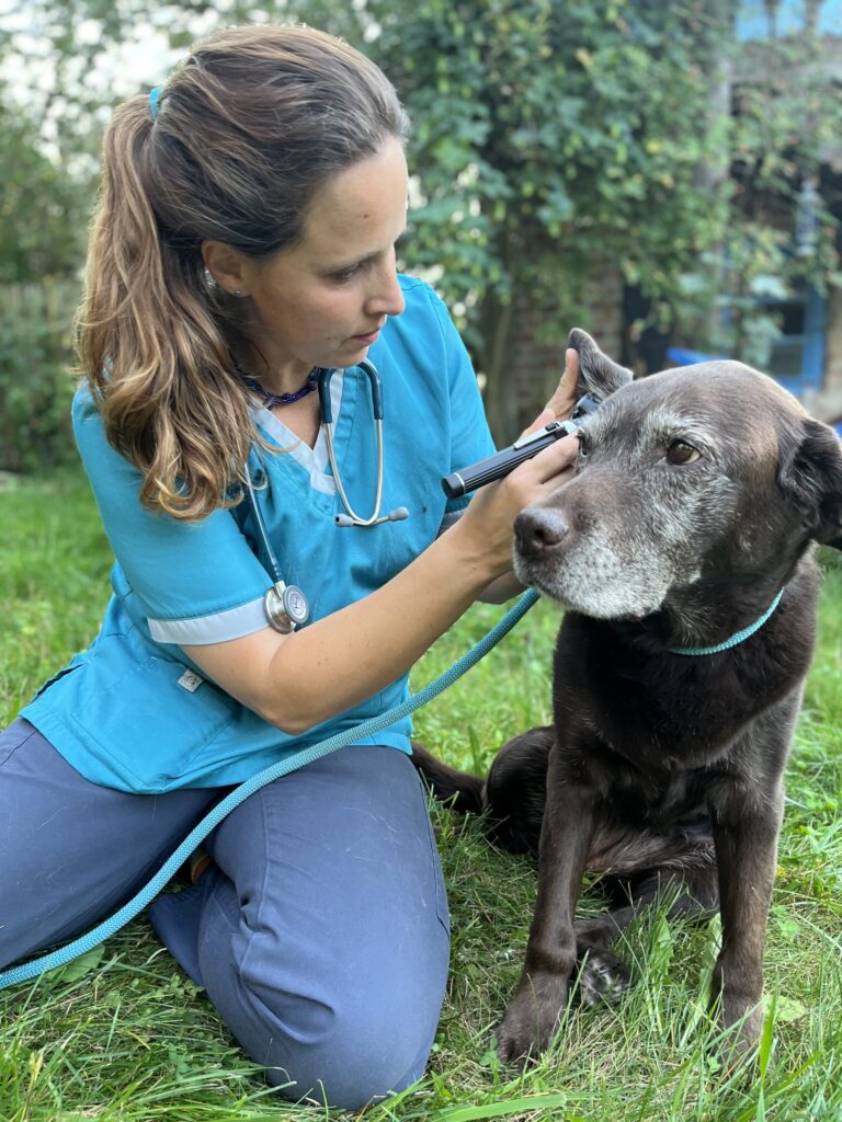 Mobile Tieraerztin behandelt Hundesenior.